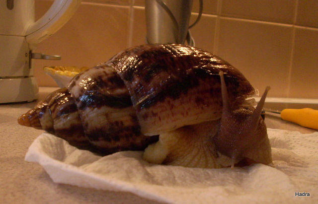 Achatina retikulata