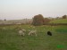 Ovce na pastvách okolo domu