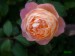 Úžasná růžička z růžové zahrady